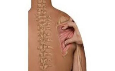 Anatomia Palpatória