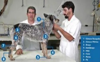 Anatomia Veterinária I