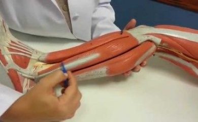 Anatomia aplicada a fisioterapia