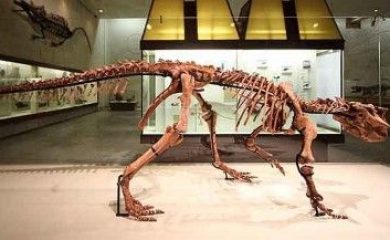 Biologia Evolutiva, Geologia e Paleontologia