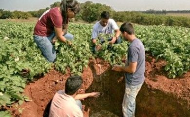 Estatística e Experimentação na Agronomia